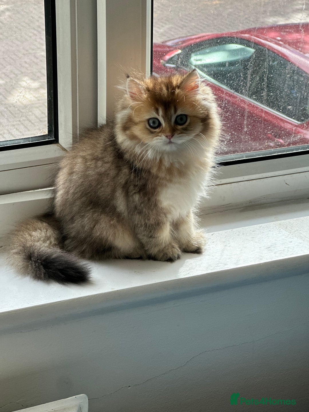 British Longhair cats for sale: Looking for a new family!!!!  - Image 8