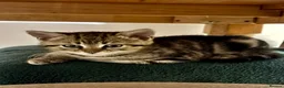 Mixed Breed cats for sale: 2 Gorgeous Female kittens available now  in Horsham - Advert 4