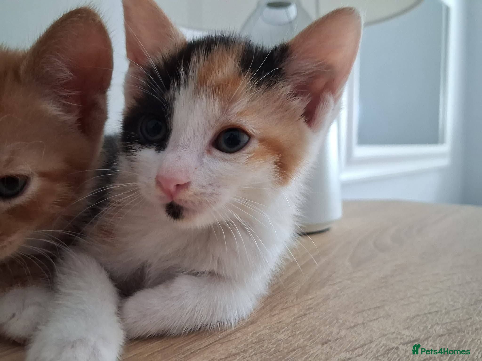 Mixed Breed cats Boo for adoption - Advert 5