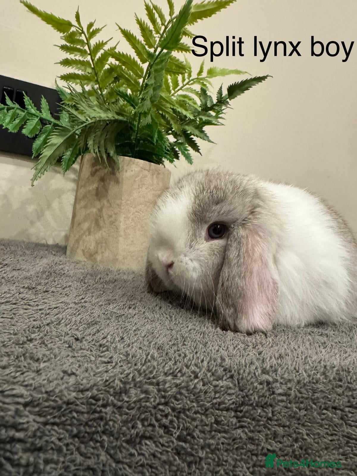 Mini Lop rabbits Stunning Mini Lops, Ready To Reserve - Advert 2