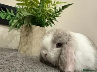 Mini Lop rabbits Stunning Mini Lops, Ready To Reserve - Advert 2