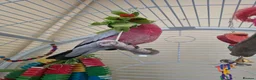 Cockatoo birds for sale: Galah Cockatoo in Abergavenny - Advert 3