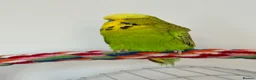 Budgerigars birds for sale: Super Tame Exhibition Budgie - Advert 8