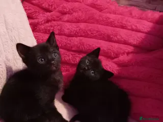 Mixed Breed cats Beautiful black kitten - Advert 1