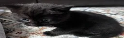 Mixed Breed cats for sale: British shorthair and black haired kittens  - Advert 6