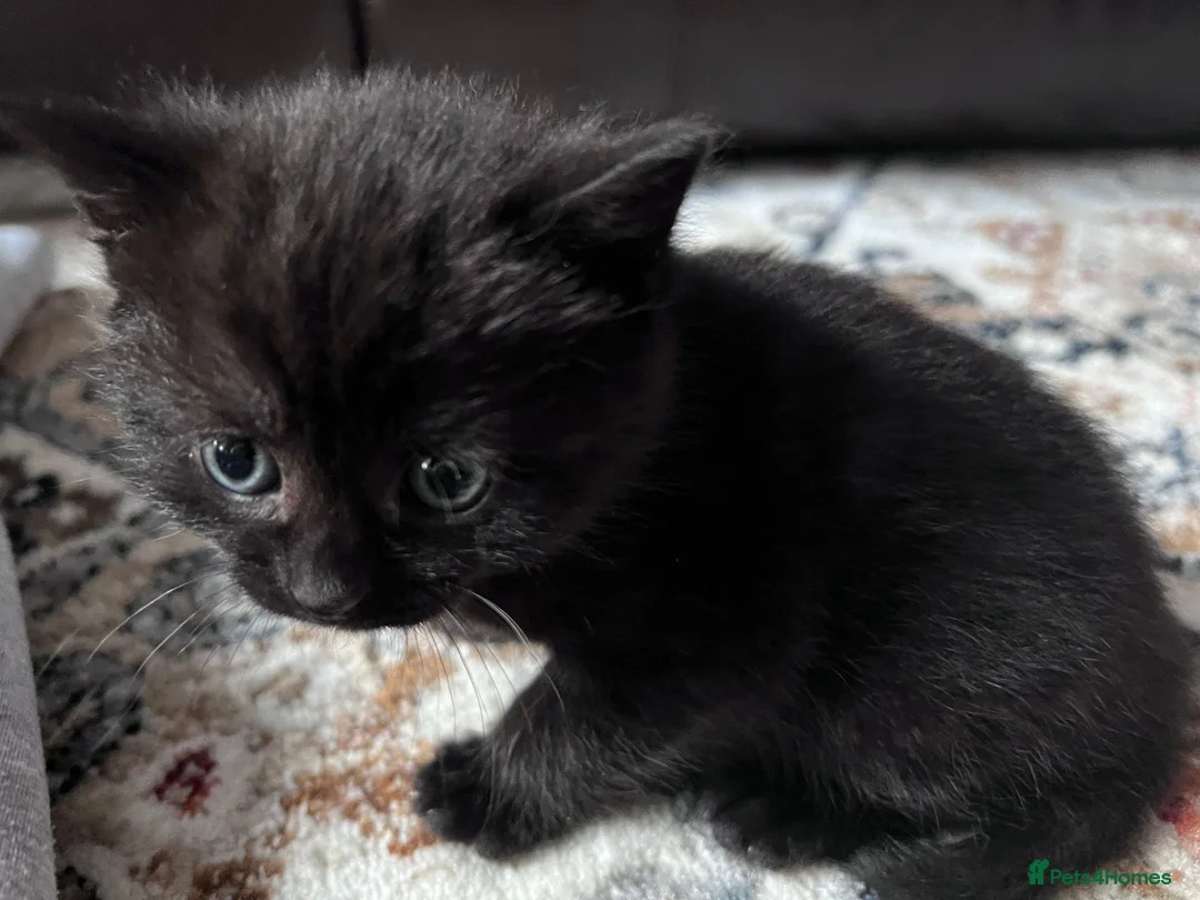 Mixed Breed cats for sale: British shorthair and black haired kittens  - Advert 6