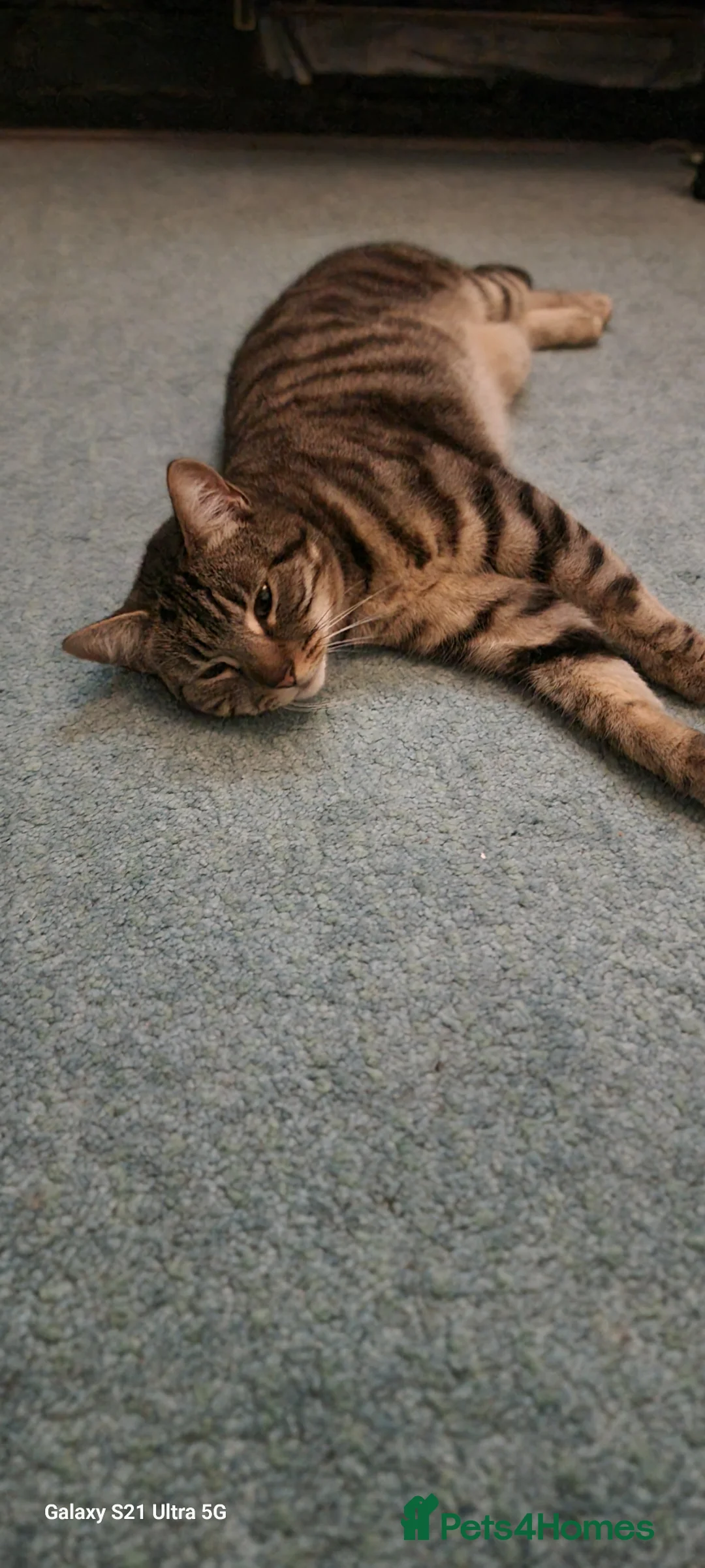 Domestic Shorthair cats for sale: Female cat  - Advert 1