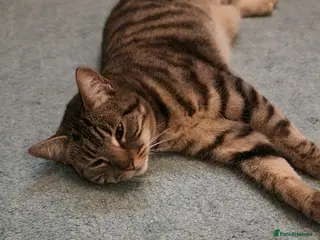 Domestic Shorthair cats Female cat - Advert 14