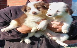 Bearded Collie dogs for sale: Red beardie collie pups  - Image 2
