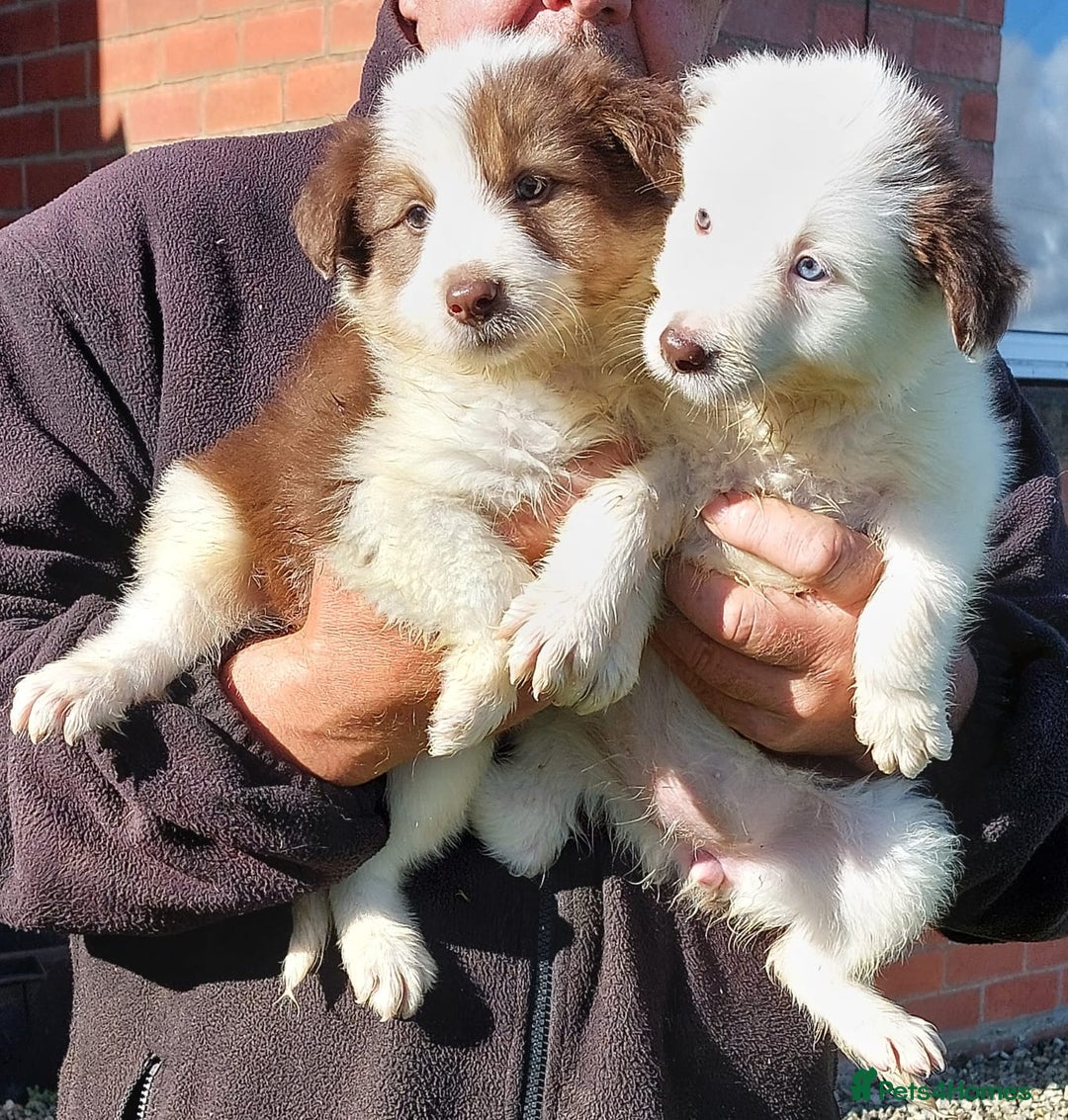 Bearded Collie dogs for sale: Red beardie collie pups  - Image 2