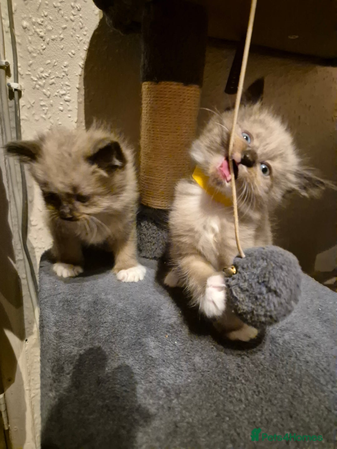 Mixed Breed cats for sale: Half Ragdoll kittens  - Advert 16