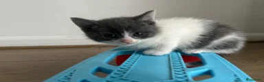 British Shorthair 1