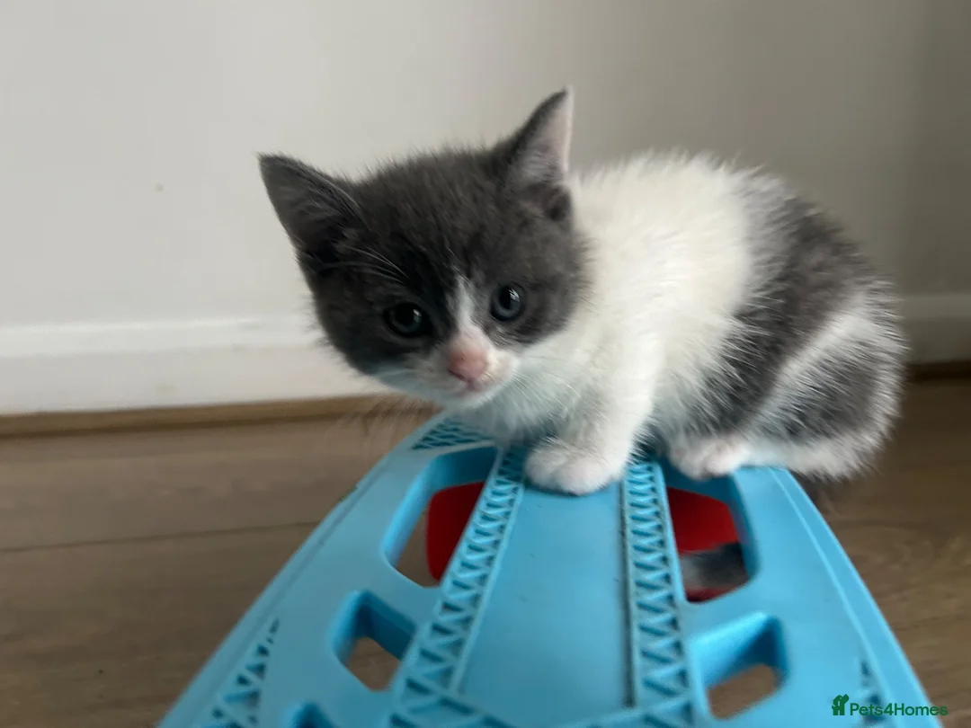 British Shorthair cats for sale: 7 British Shorthair Kittens for sale - Advert 12