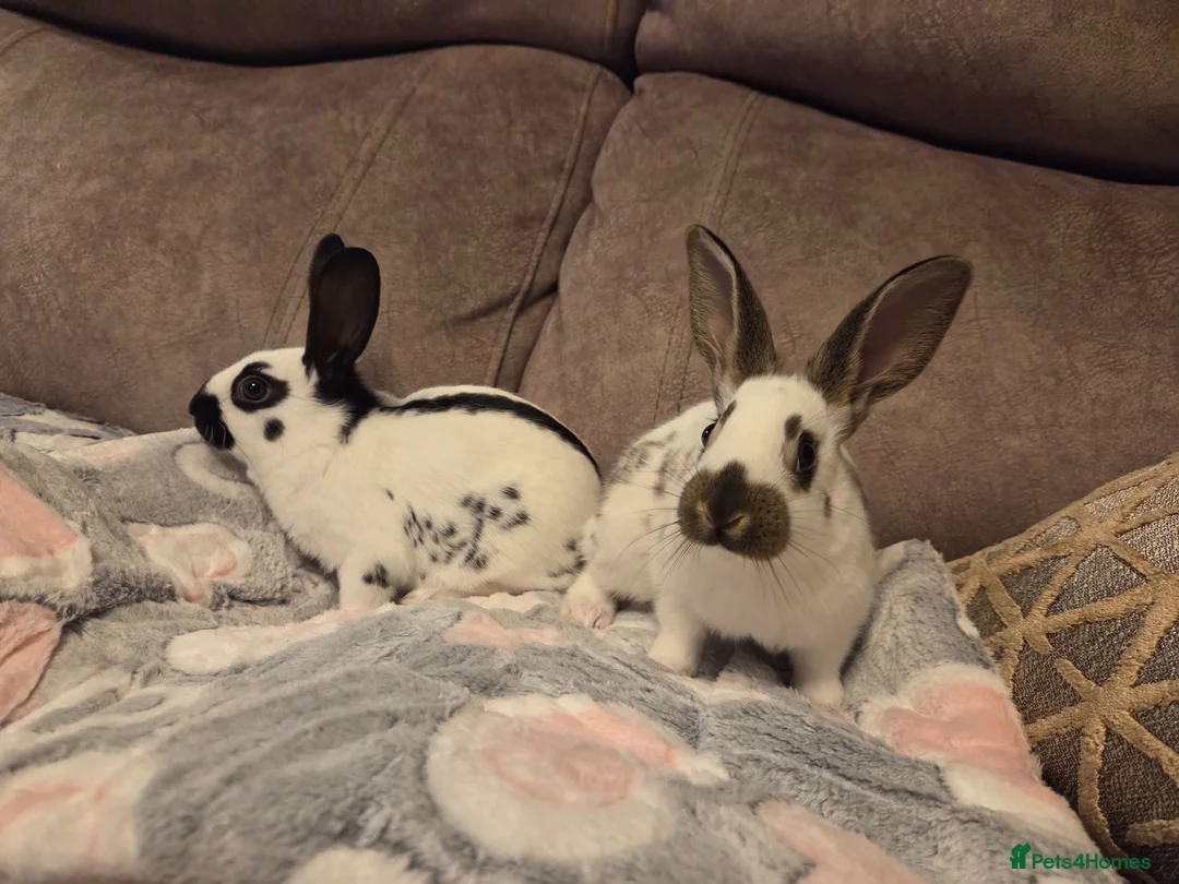 English Spot rabbits for sale: 2 x 8 week old English spot Does 🩷 - Advert 19