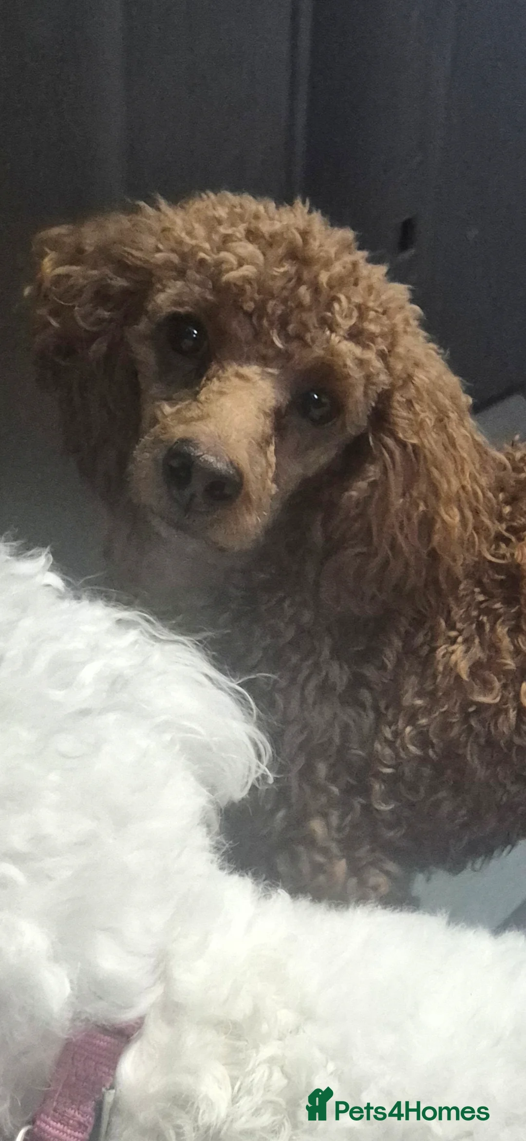 Poochon dogs for sale: Toy Poochon - Advert 6