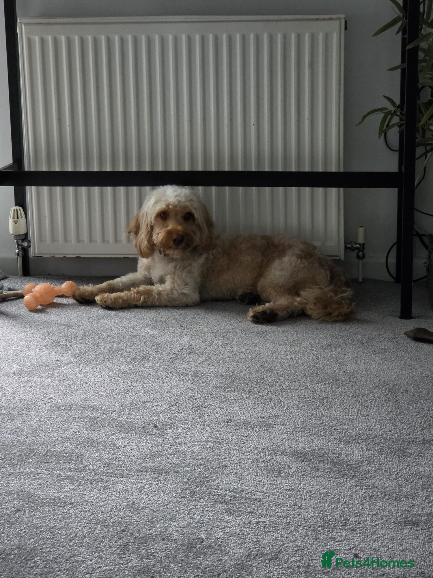 Cockapoo dogs Cockapoo puppy - Advert 9