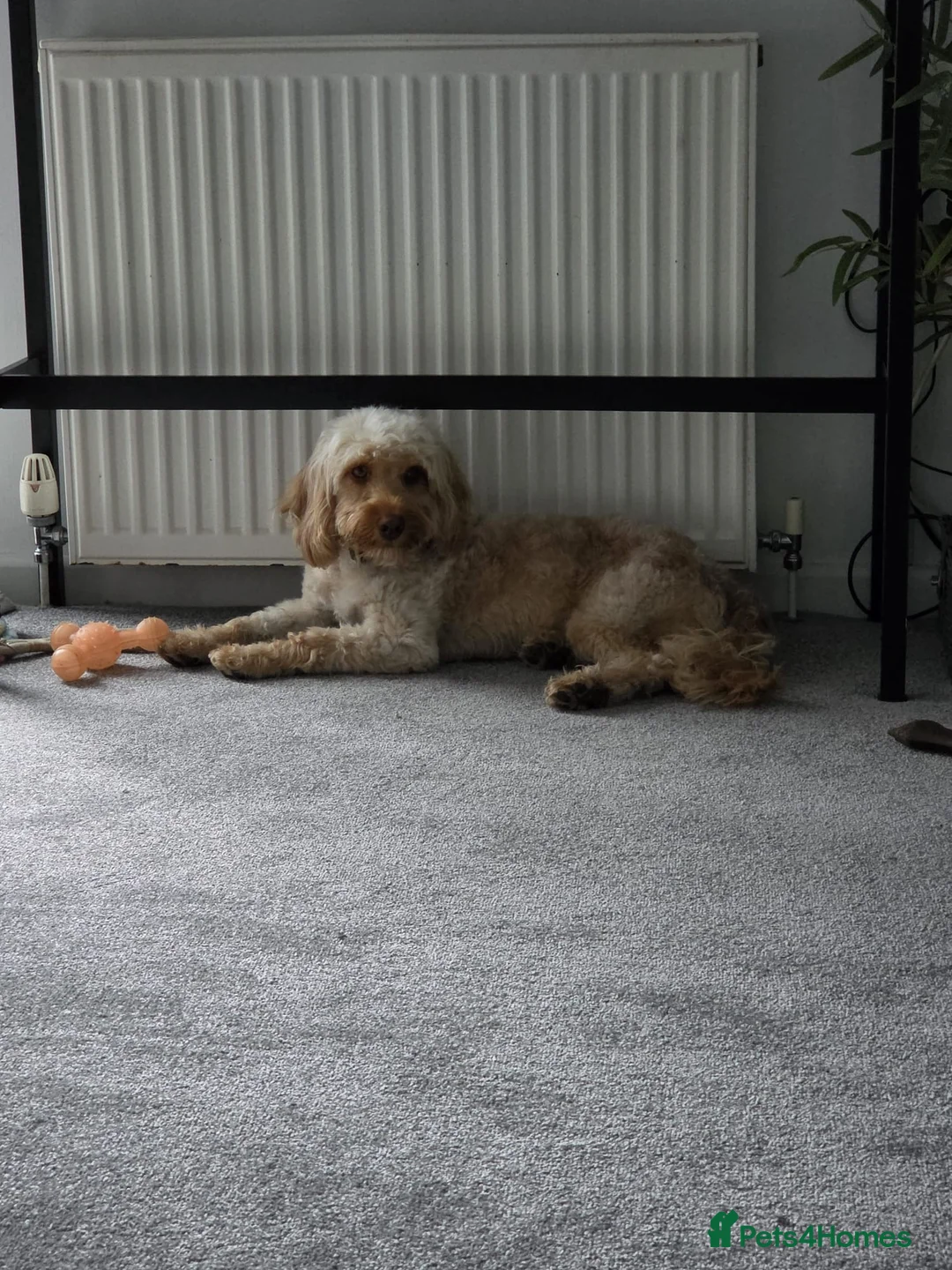 Cockapoo dogs for sale: Cockapoo puppy - Advert 1