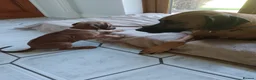 Rhodesian Ridgeback dogs for sale: Pedigree Rhodesian Ridgeback puppies.  - Advert 11