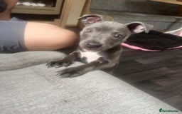 Staffordshire Bull Terrier dogs for sale: Beautiful female Staffordshire bull terrier  - Image 5
