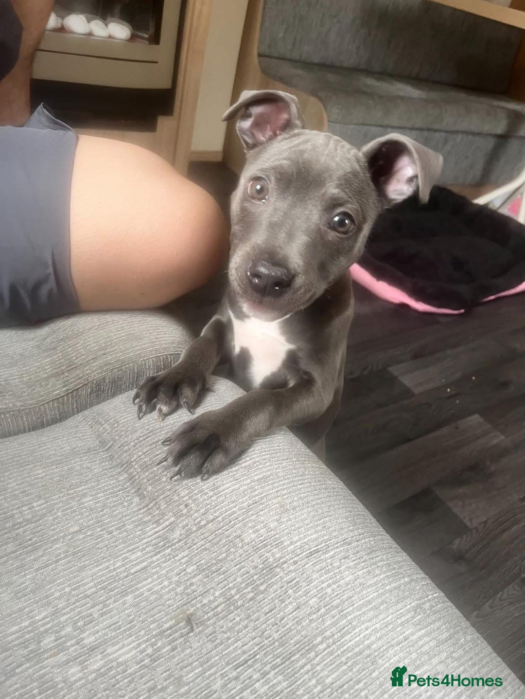 Staffordshire Bull Terrier dogs for sale: Beautiful female Staffordshire bull terrier  - Image 5