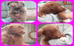 Mixed Breed dogs for sale: Beautiful friendly Labrador x Welsh Collie Puppies - Image 5
