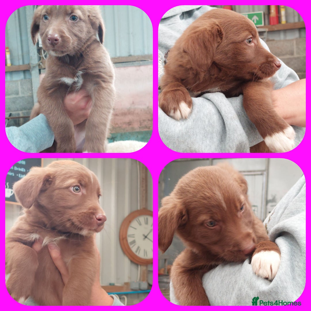 Mixed Breed dogs for sale: Beautiful friendly Labrador x Welsh Collie Puppies - Image 5