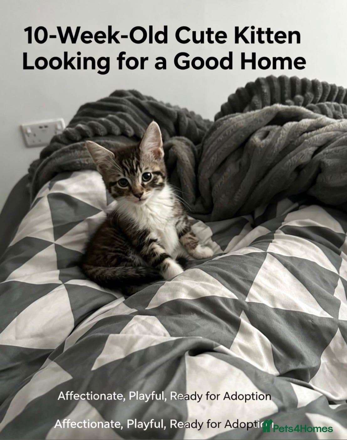Mixed Breed cats Adorable litter trained kitten for new home - Advert 1