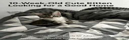 Mixed Breed cats for sale: Tabby kitten  - Advert 1