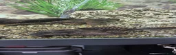 Plecos fish for sale: 160L Aquarium Full Setup with Fish & Filter in Lutterworth - Advert 9