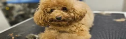 Pomapoo dogs for sale: Pompoo girls in Llanelli - Advert 1