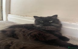 Persian cats for sale: Please read Pure male Persian kittens for sale  - Image 2