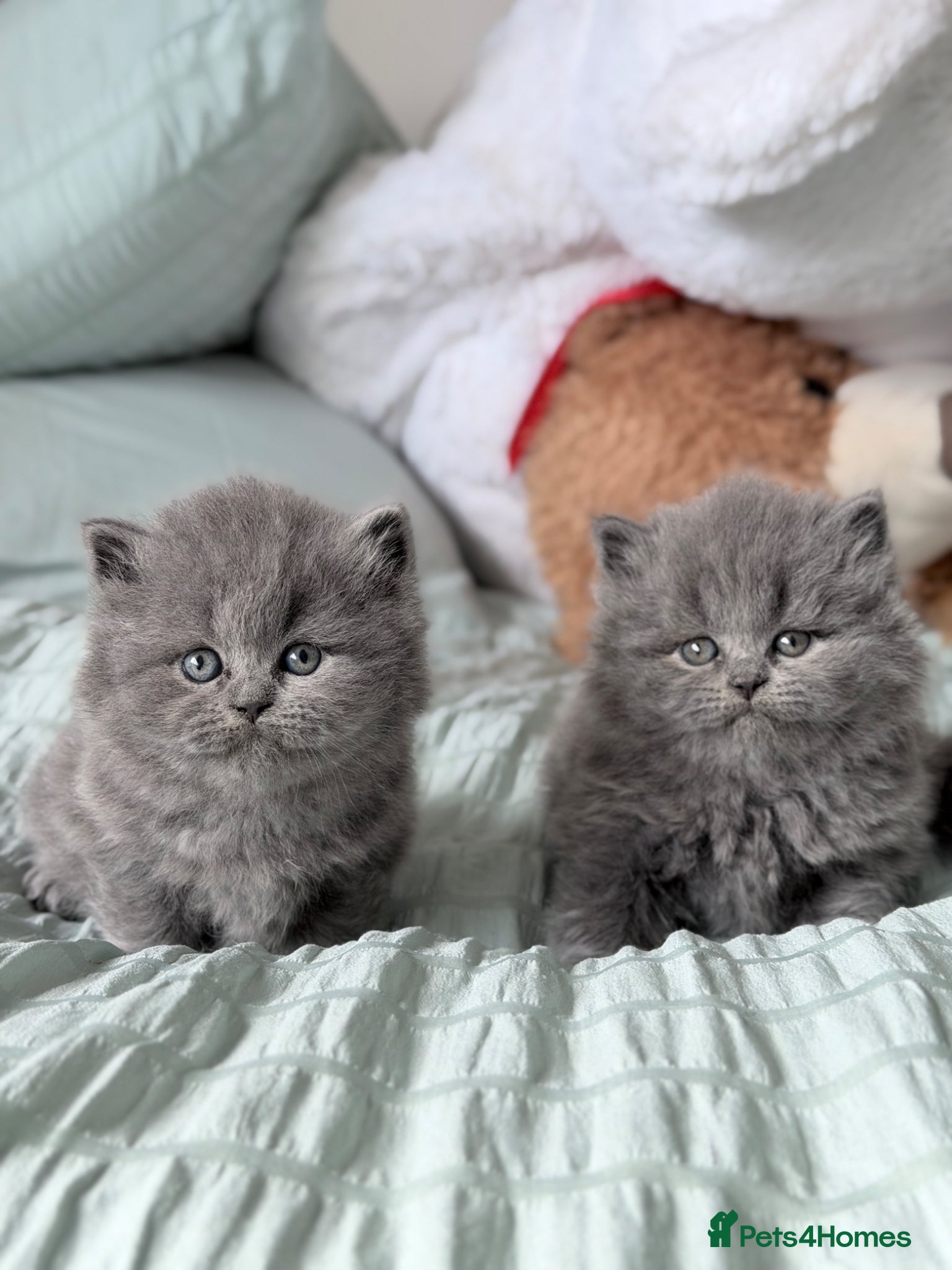 British Shorthair cats Pure British shorthair  - Advert 1