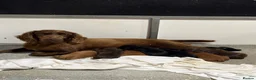 Cocker Spaniel dogs for sale: Fully inoculated working cocker spaniel pup  - Advert 4
