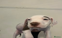 Mixed Breed dogs for sale: American bull dogs cross staffy - Image 2