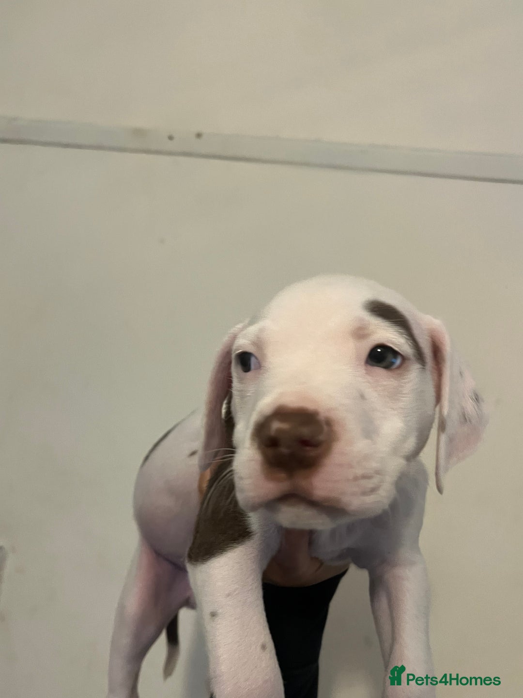 Mixed Breed dogs for sale: American bull dogs cross staffy - Image 2