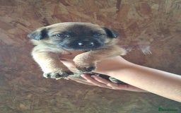 Mixed Breed dogs for sale: Belgian malinois/ border collie  - Image 29