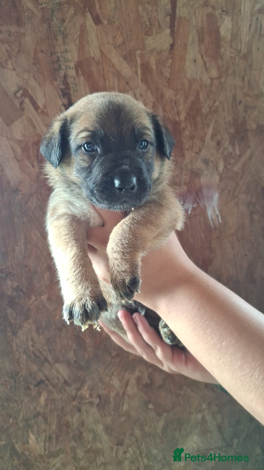 Mixed Breed dogs for sale: Belgian malinois/ border collie  - Image 29