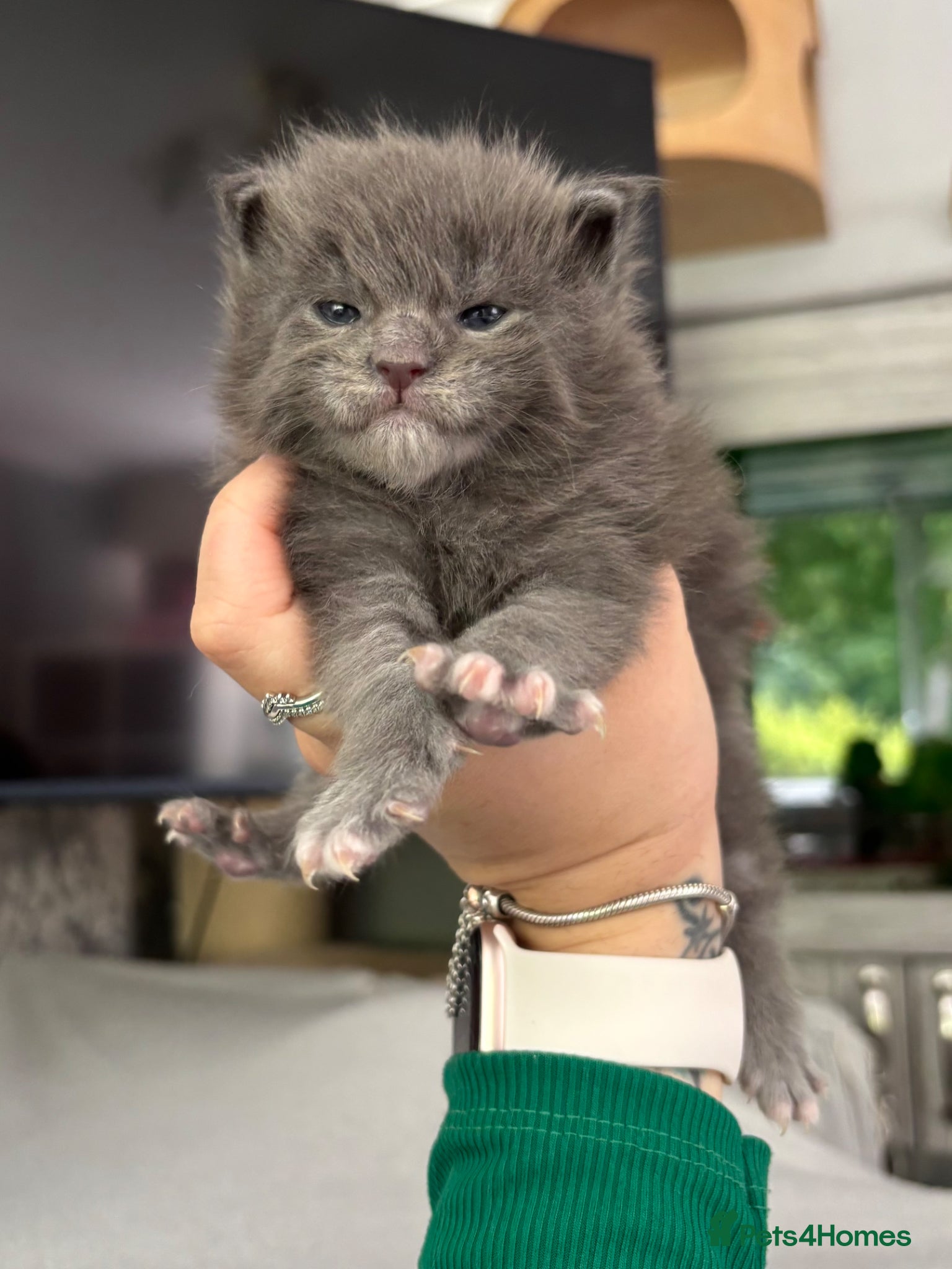Maine Coon cats 🩷Beautiful Pedigree TICA Registered Maine Coons🩷 - Advert 8