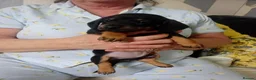 Miniature Dachshund dogs for sale: Dashcund puppys  in Birmingham - Advert 9