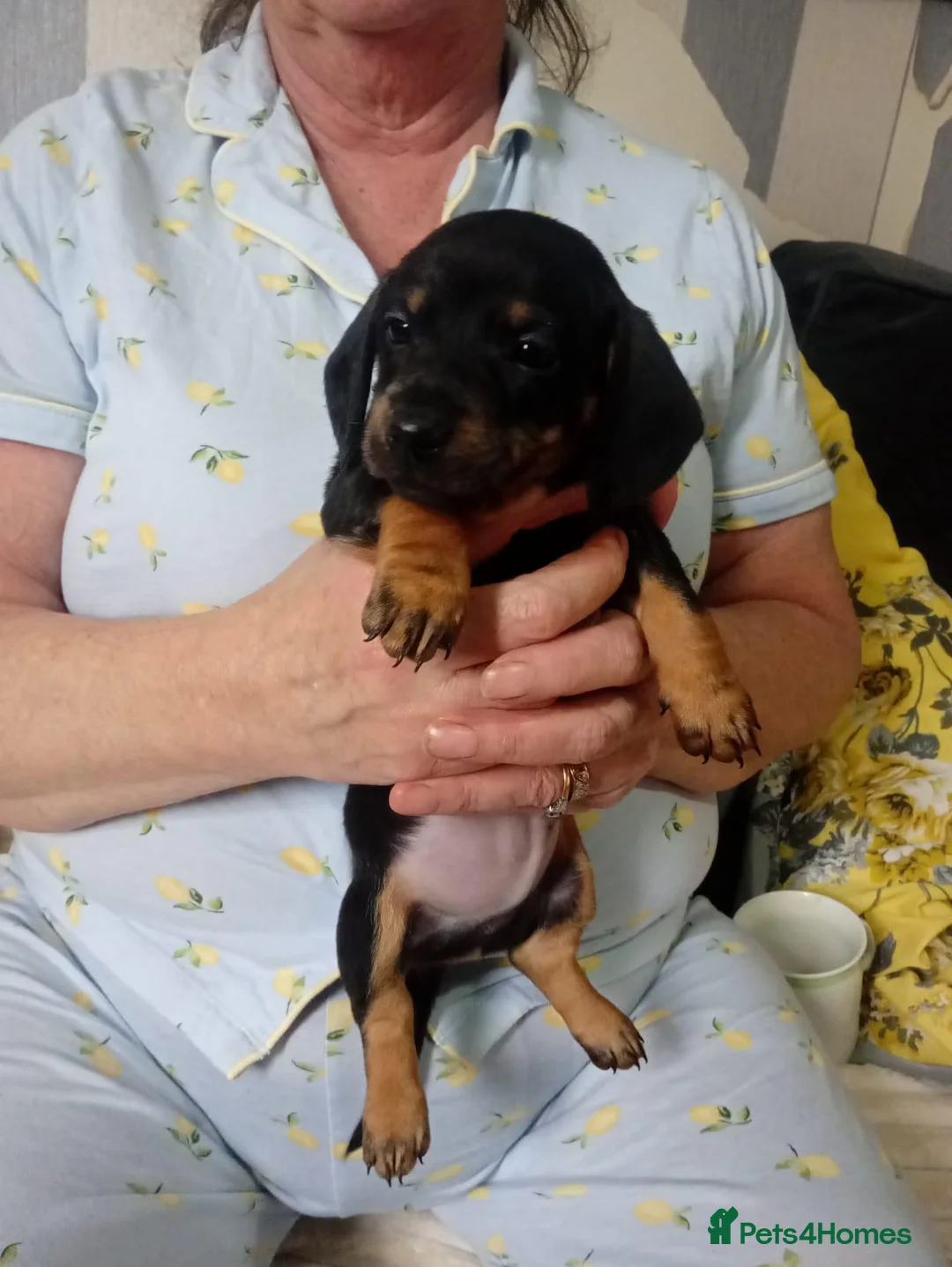 Miniature Dachshund dogs for sale: Dashcund puppys  in Birmingham - Advert 9