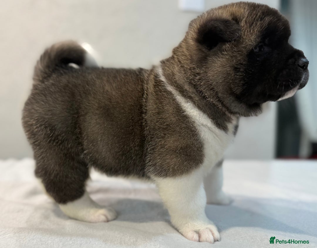 Akita dogs for sale: AMERICAN AKITA LOOKING FOR HOME - Advert 11