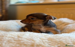 Jack Russell dogs for sale: Stunning Much Wenlock puppies  - Image 3