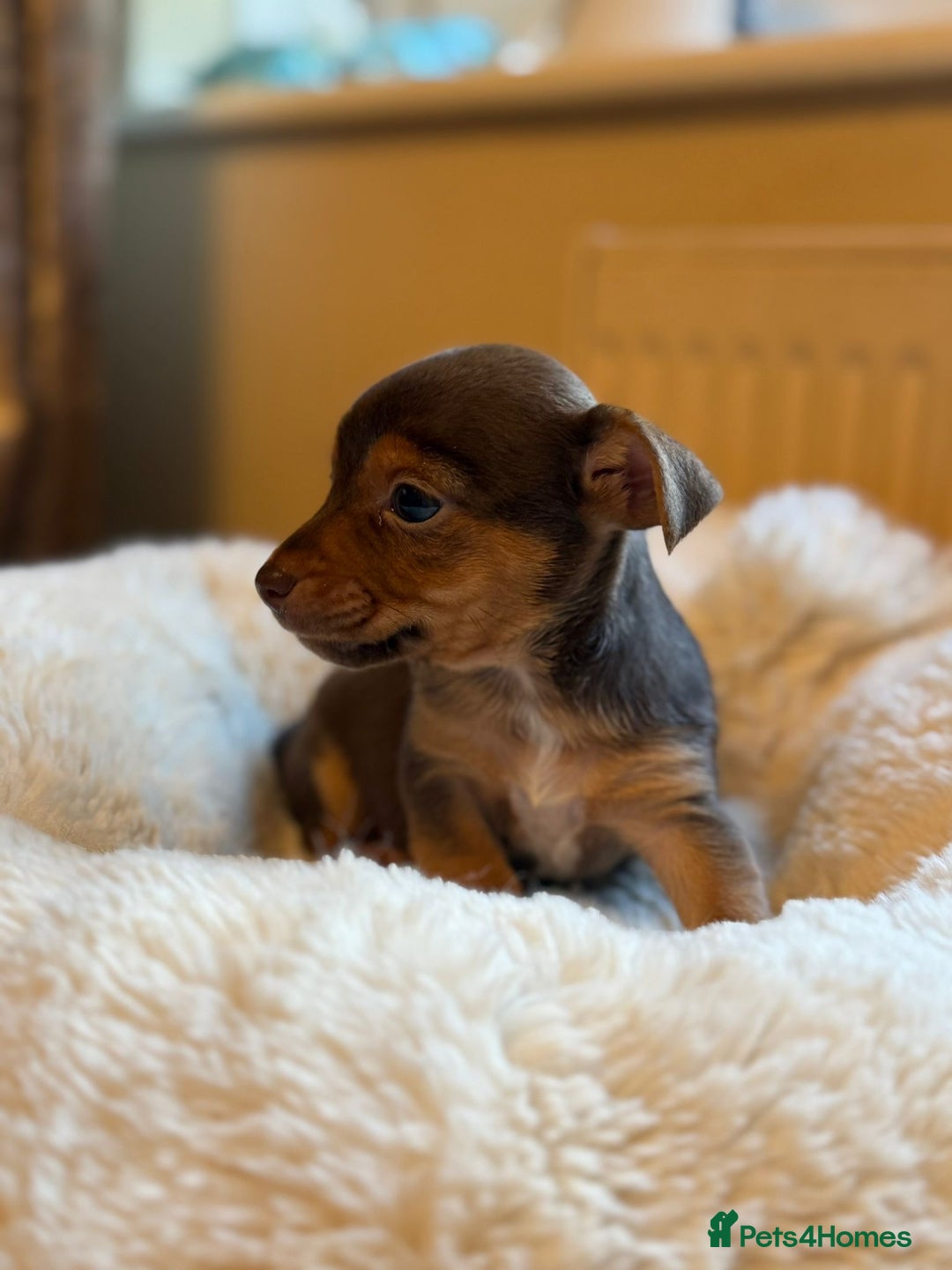 Jack Russell dogs for sale: Stunning Much Wenlock puppies  - Image 3
