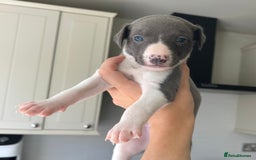 Whippet dogs for sale: WHIPPET PUPS READY TO LEAVE Aug 6th  - Image 6