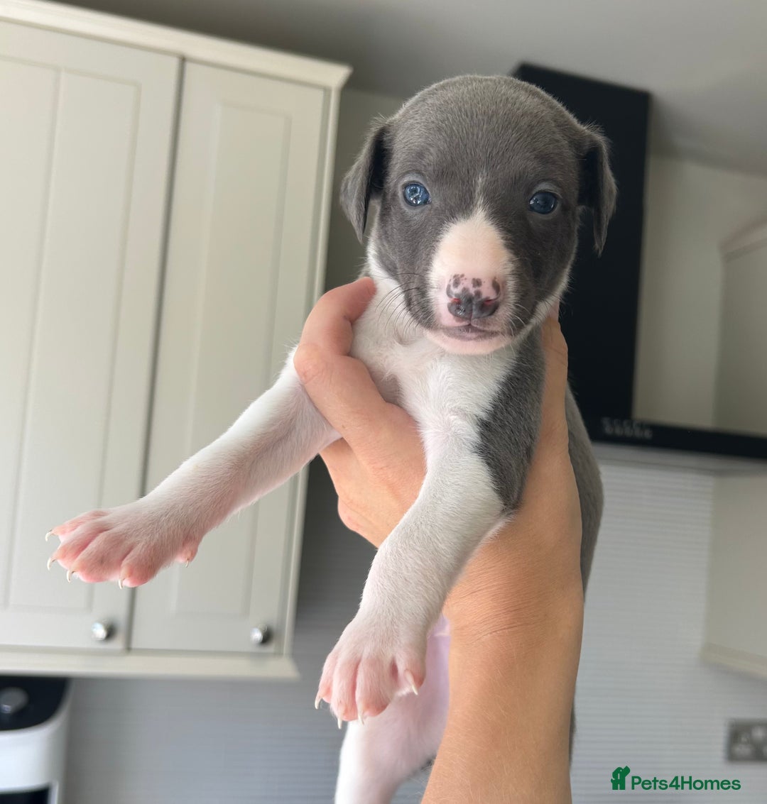 Whippet dogs for sale: WHIPPET PUPS READY TO LEAVE Aug 6th  - Image 6