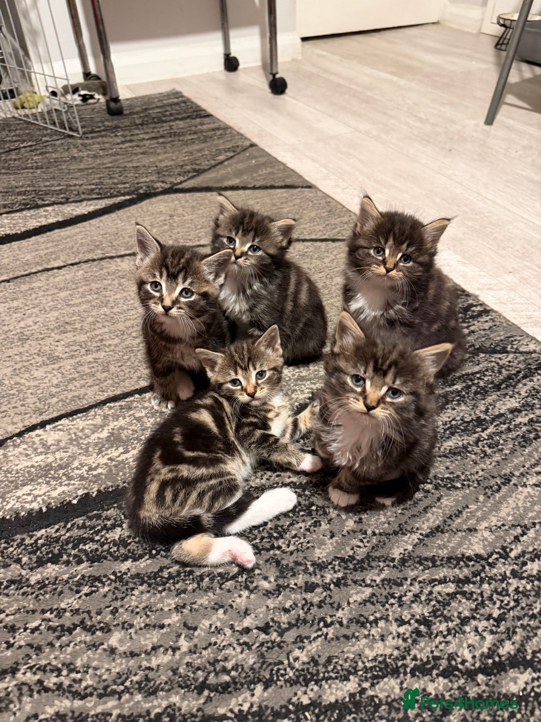 Domestic Shorthair cats for sale: Adorable Kittens - Advert 1
