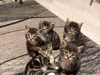 Domestic Shorthair cats Adorable Kittens - Advert 2