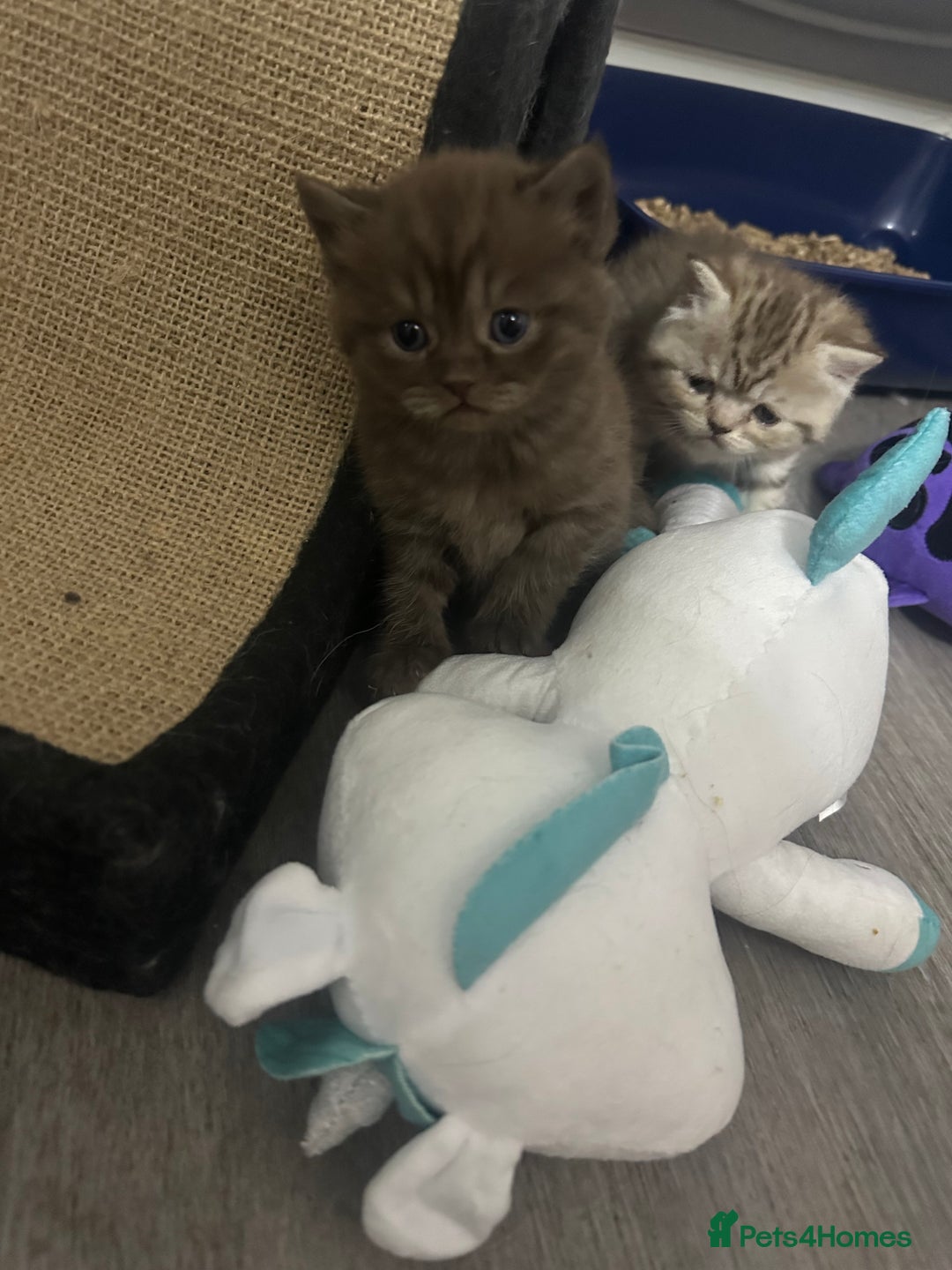 British Shorthair cats for sale: Male brown British short hair left  - Image 8