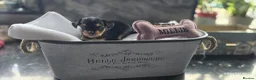 Yorkshire Terrier dogs for sale: Beautiful Yorkshire terrier puppies  in Manchester - Advert 10