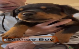 Rottweiler dogs for sale: Rottweiler one off Beautiful Litter - Image 3